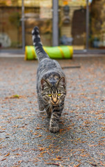 Obraz premium Cat on the Prowl