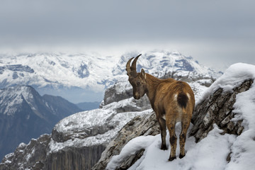 Wild Mountain Goat