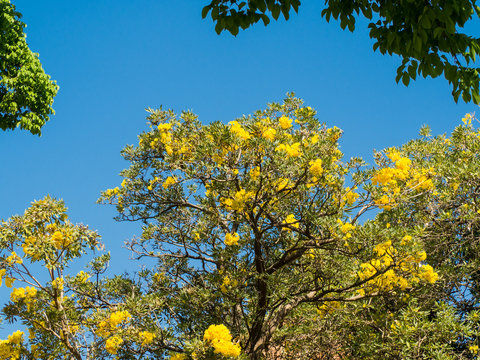 Tree Of Gold