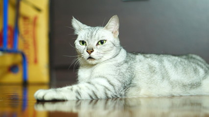 Funny American Short Hair Cat