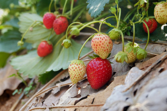 close up ripe strawberry
