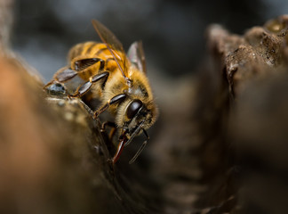 Bee Closeup