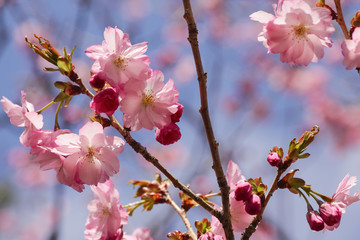 Beautiful of cherry blossom during spring season at Tokyo, Japan