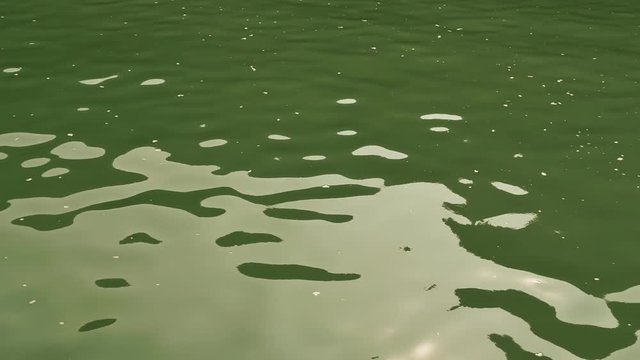 The view from the ship in motion. Green water.