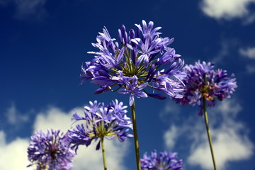 Closeup photo of Lily of the Nile, also called African Blue Lily flower, in purple blue shade (Agapanthus Africanus) in Australia. Blue Agapanthus flowering plant in summer garden.