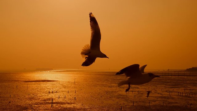 Beautiful group of seagulls at sunset time in Bang Pu Samut Prakan , Thailand
