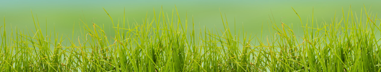  brins d'herbe, fond vert 