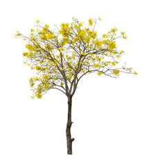 Isolated Silver trumpet tree or Yellow Tabebuia on white background