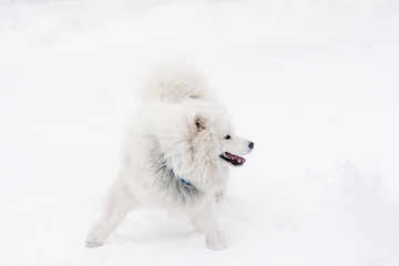 Samoyed dog on a white background. Winter