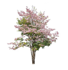 Isolated Tabebuia rosea trees on white background