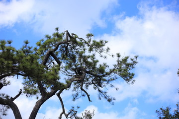 Pines and sky
