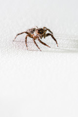 Closeup Jumping Spider on white background