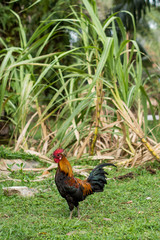 Rooster in the wilderness