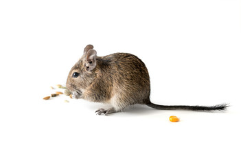 Chilean degu squirrel eating snack, closeup