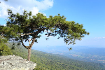 Obraz premium Pine trees and cliffs