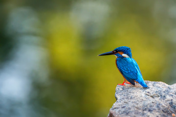 Kingfisher or Alcedo atthis taprobana