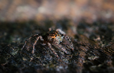 Macro of Jumping Spider,spider on wood