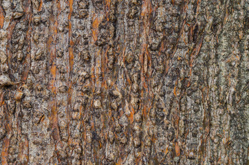 tree bark texture.