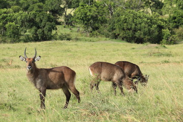 Common Waterbucks in Massai Mara, Kenya