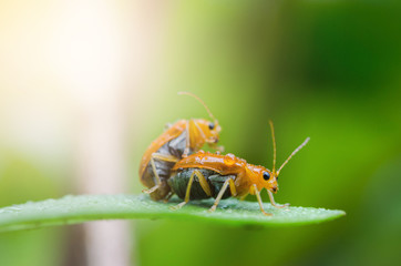 Mating pair of orange beetle
