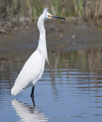 Snowy Egret (Egretta thula) standing in water with wind blowing head feathers