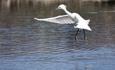 Snowy Egret (Egretta thula) in flight landing in water