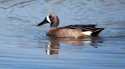 Blue-Winged Teal duck swimming