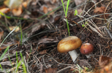 Edible mushrooms growing out of the ground in the forest