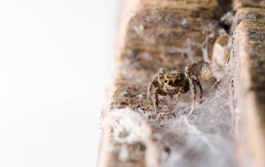 Macro of Jumping Spider.