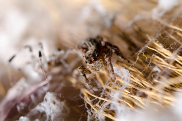 Closeup Jumping Spider