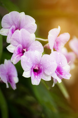Naklejka na ściany i meble Dendrobium orchid, purple orchid flowers,Tropical flower bloom,pink orchid flower in Thailand and southeast asian