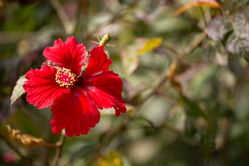 Close up of red Hibiscus rosa-sinensis or Cooperi