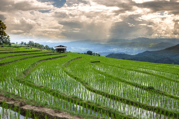 Fresh terrace rice field over the mountain range and beautiful sunset - Vibrant color effect