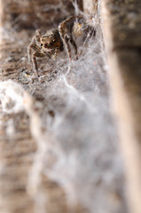 Macro Jumping spider