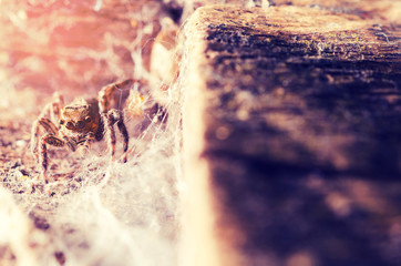  jumping spider vintage color style