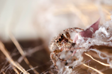 Closeup Jumping Spider