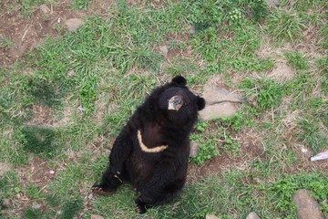 Brown bear in deep forest.