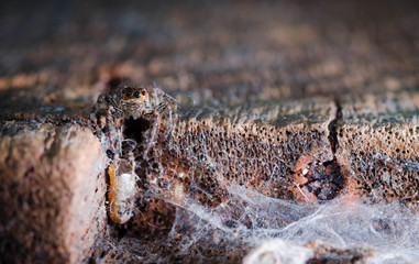Macro of Jumping Spider.