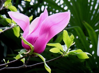 Close up view blooming pink lotus.