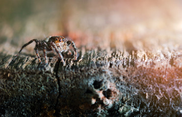  jumping spider vintage color style,spider on wood background