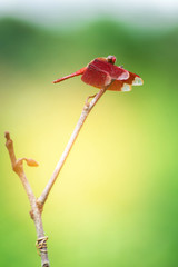 Red Dragonfly on a branch with a green background (Neurothemis ramburii)