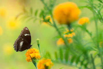 Beautiful butterfly on yellow flower,black butterfly,marigold flower