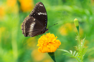 Beautiful butterfly on yellow flower,black butterfly,marigold flower
