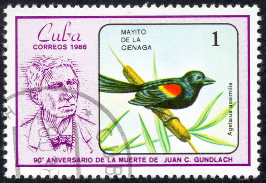UKRAINE - CIRCA 2017: A stamp printed in Cuba, shows a Bird Agelaius assimilis. Mayito de la cienaga. the series "The 90th Anniversary of the Death of Juan C. Gundlach", circa 1986