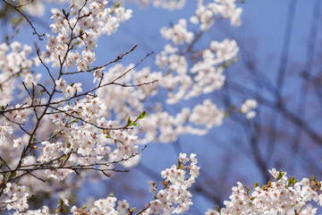 Beautiful of cherry blossom during spring season at Tokyo, Japan