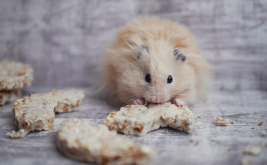Hamster eats bread.
