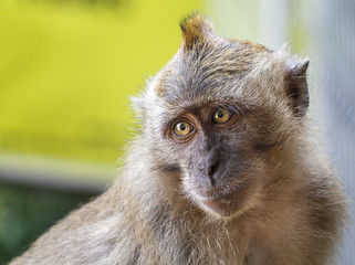 Wild Macaque Monkey