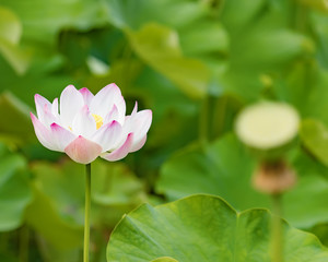 Obraz premium Closeup lotus flower