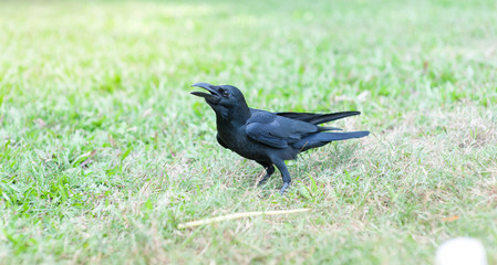 Black Bird (Corvus macrorhynchos) in park
