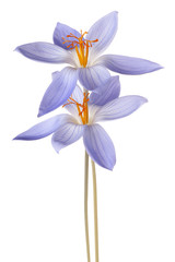 crocus flower isolated